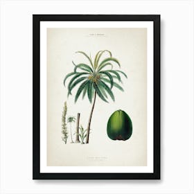 Vintage Denisse 5 Cocos Mucifera Art Print