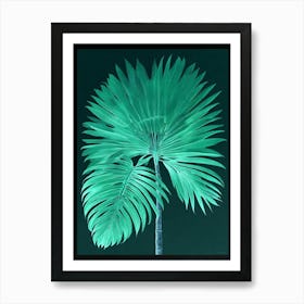 Green Mexican Fan Palm Fronds Art Print Art Print