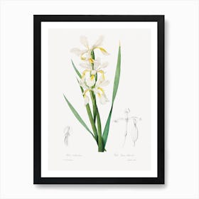Gold Banded Iris, Pierre Joseph Redouté Art Print