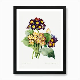 Primula Auricula, Pierre Joseph Redoute Art Print