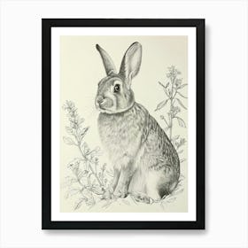 French Lop Rabbit Drawing 4 Art Print