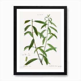 White Willow, Pierre Joseph Redoute Art Print