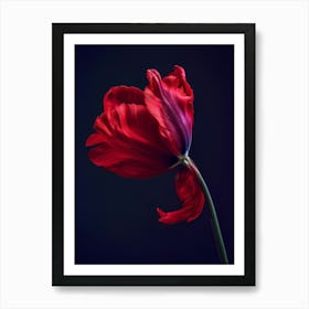 Poster Red Beauty 4 Art Print