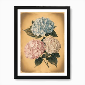 Hydrangeas 1 Art Print