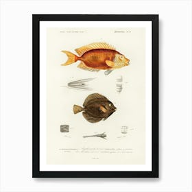 Different Types Of Fishes, Charles Dessalines D'Orbigny 1 Art Print