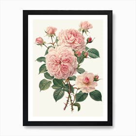 English Roses Painting Entwined 1 Art Print