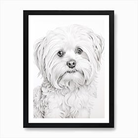 Maltese Dog, Line Drawing 1 Art Print