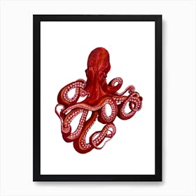 Octopus On White Art Print