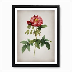 Vintage Provins Rose Botanical on Parchment n.0327 Art Print
