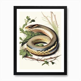 Eastern Rat Snake 1 Vintage Art Print