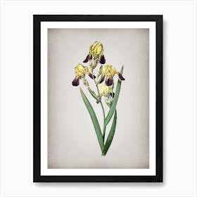Vintage Elder Scented Iris Botanical on Parchment n.0491 Art Print