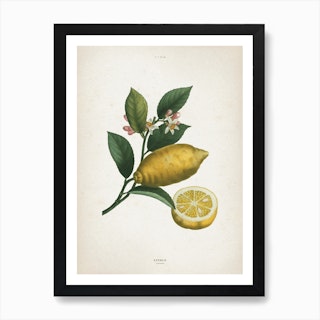 Vintage Redouté 1 Citrus Limonium Art Print