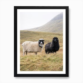 Faroe Islands Sheep Art Print