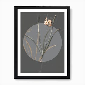 Vintage Botanical Gladiolus Lineatus on Circle Gray on Gray n.0121 Art Print