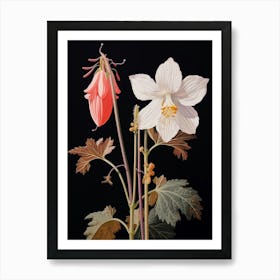 Flower Illustration Columbine 1 Art Print