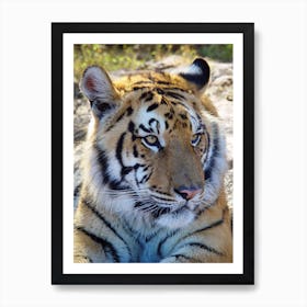 Tiger Portrait Art Print
