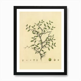 Tree With Leaves And Fruit Art Print