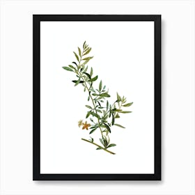 Vintage Goji Berry Branch Botanical Illustration on Pure White n.0057 Art Print