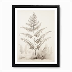 Vintage Fern Drawing Affiche