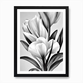 Freesia B&W Pencil 2 Flower Art Print