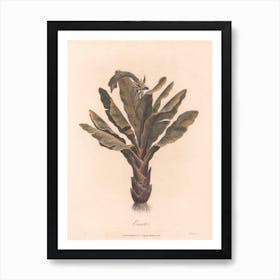 Ensete (1789), James Heath 1 Art Print