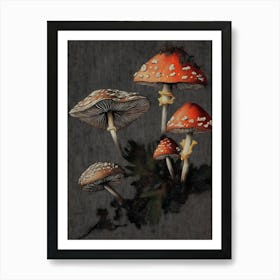 Mushrooms On A Black Background Art Print