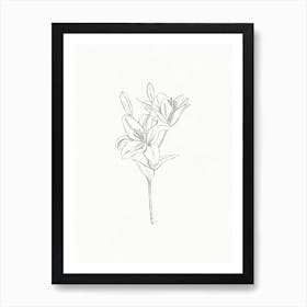 Lily Pencil Sketch Art Print