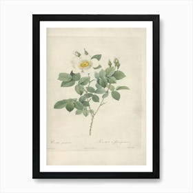 Rose Illustration, Pierre Joseph Redoute, Pierre Joseph Redoute(146) Art Print