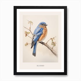 Vintage Bird Drawing Bluebird 2 Poster Art Print