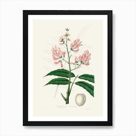 Vintage Botanical John Stephenson and James Morss Churchill Art Print_2731667 Art Print