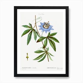 Blue Passionflower, Pierre Joseph Redoute Art Print