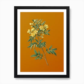 Vintage Argentine Senna Botanical on Sunset Orange n.0858 Art Print