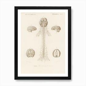 Human’S Brain, Charles Dessalines D' Orbigny Art Print