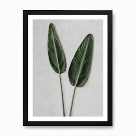 Strelitzia Leaves Duo Art Print