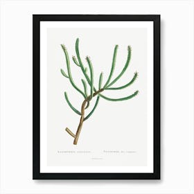 Euphorbia Canariensis, Pierre Joseph Redoute Art Print