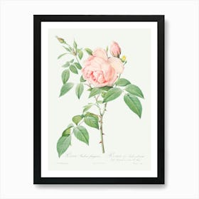 Rosa Indica Fragrans, Pierre Joseph Redoute Art Print