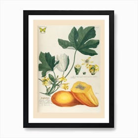 Ehret 2 Papaya Art Print