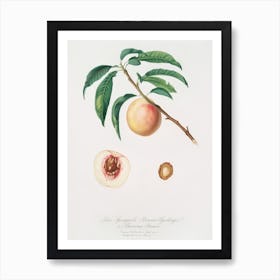 White Speckled Peach (Burrona Bianca) From Pomona Italiana (1817 1839), Giorgio Gallesio Art Print