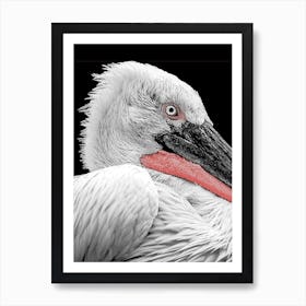 Pelican Line Art 1 Art Print