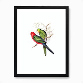 Vintage King Lory Bird Illustration on Pure White n.0167 Art Print