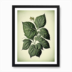 Basil Leaf Vintage Botanical 1 Art Print