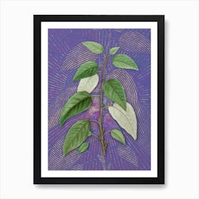 Vintage Balsam Poplar Leaves Botanical Illustration on Veri Peri n.0777 Art Print