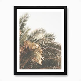 Palm Leaves Art Print