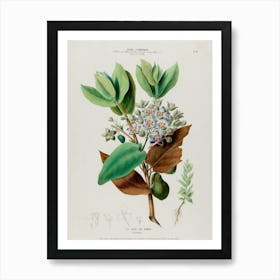 Botanical Illustration Of A Flower Art Print