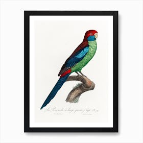 Broad Tailed Parrot From Natural History Of Parrots, Francois Levaillant Art Print