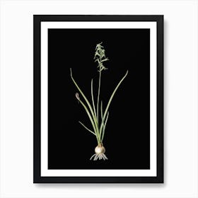 Vintage Hyacinthus Viridis Botanical Illustration on Solid Black n.0368 Art Print
