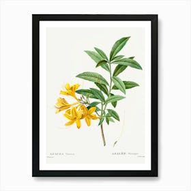 Yellow Azalea, Pierre Joseph Redoute Art Print