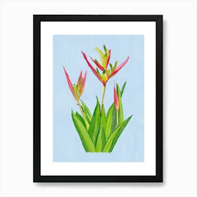 Vibrant pink and green Heliconia Tropical Flowers and leaves in Watercolor on blue Art Print