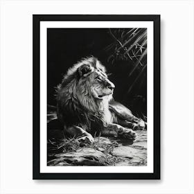 Barbary Lion Charcoal Drawing Resting In The Sun 4 Art Print
