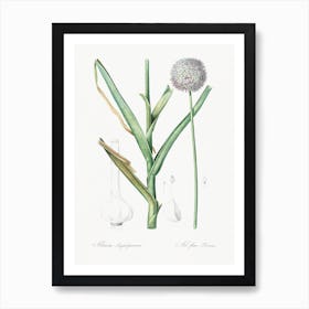 Broadleaf Wild Leek Illustration From Les Liliacées (1805) By Pierre Joseph Redouté Art Print